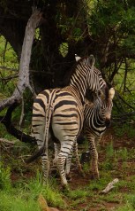 Pilanesberg, Zebras