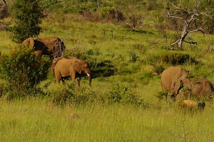 Pilanesberg, Elephants