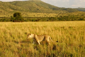 Pilanesberg, Lion