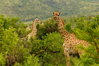Pilanesberg, Giraffes