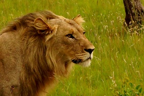 Pilanesberg, Lion